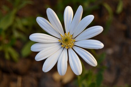 Flowers margaret wild white petals