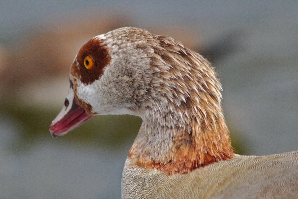 Macro close up swannery