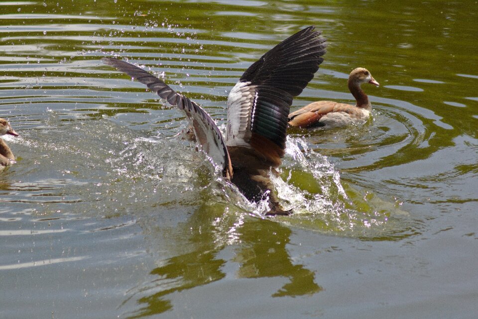 Flying plumage water