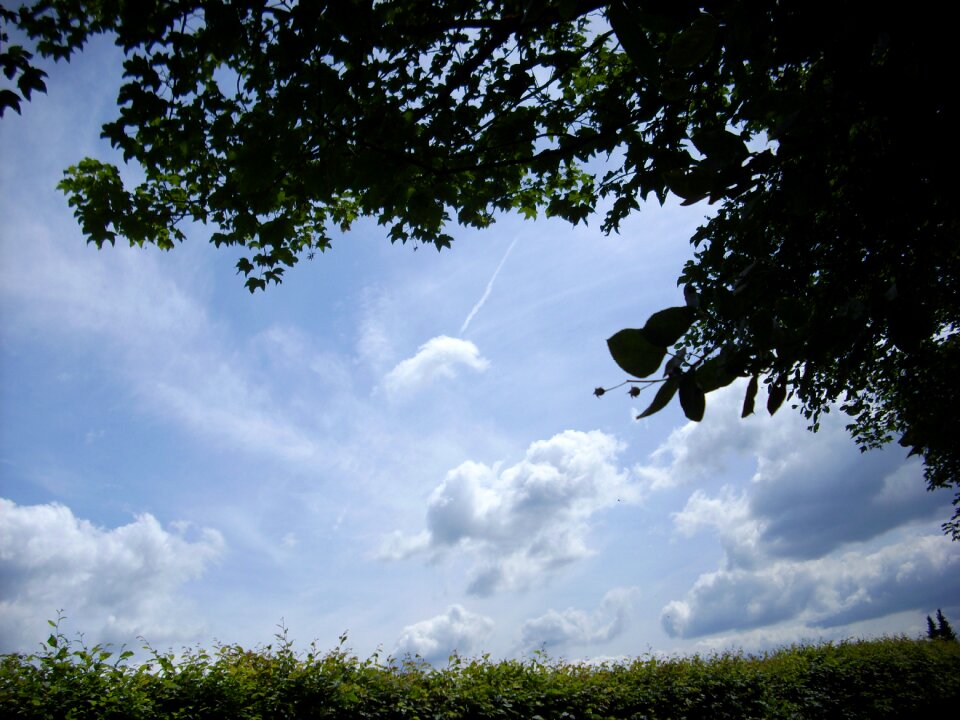 Nature silhouette grass