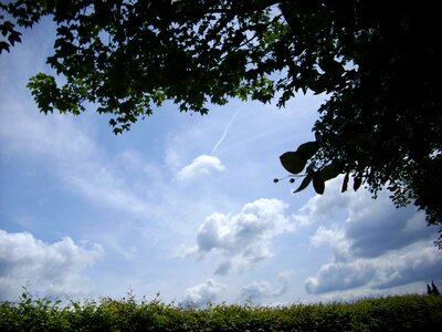 Nature silhouette grass