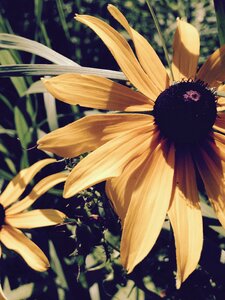 Yellow floral summer photo
