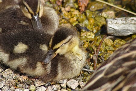 Macro close up swannery