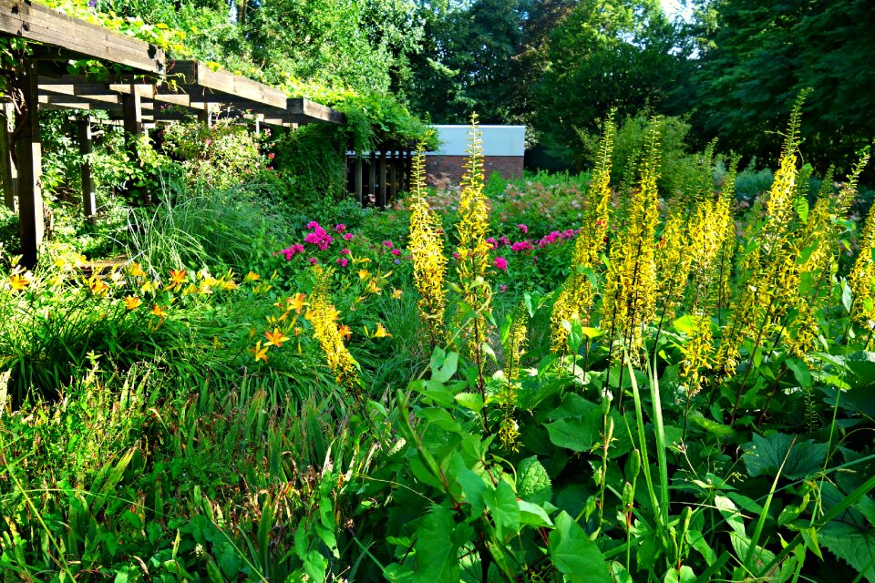 Blossom pergola summer