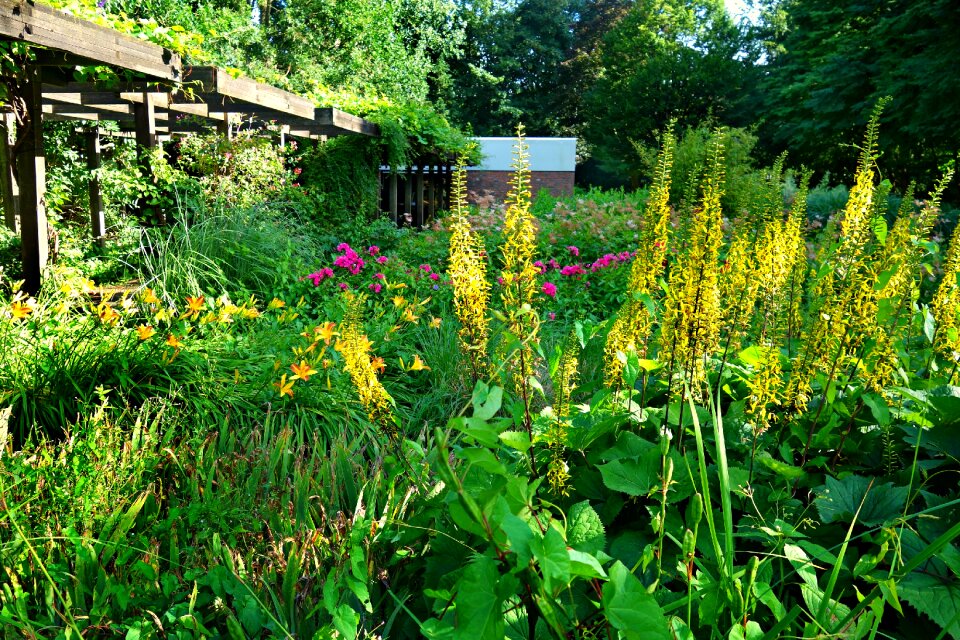 Blossom pergola summer photo