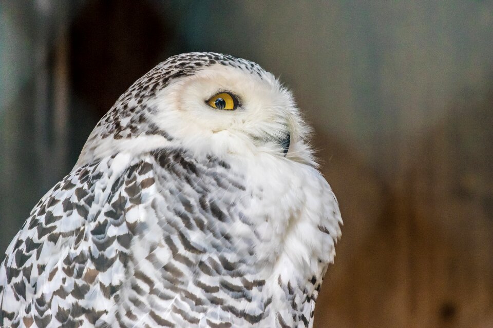 Animal plumage white