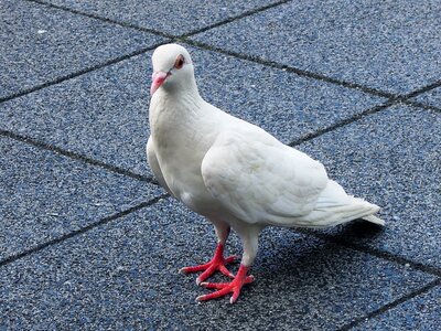 Animal bird