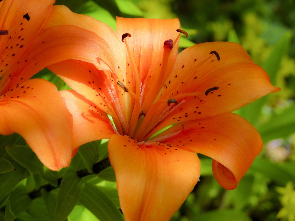 Beautiful close-up nature