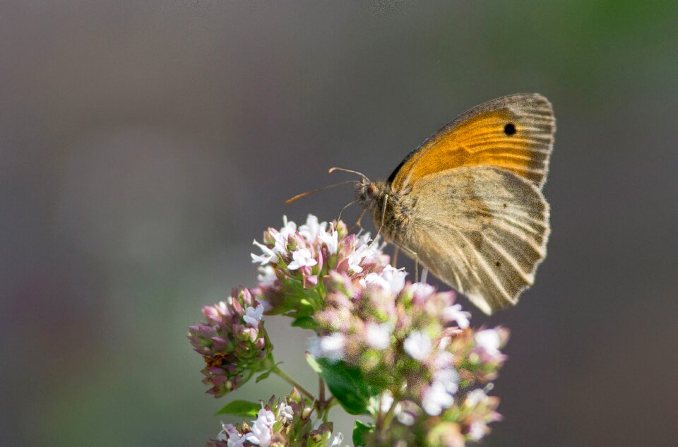 Summer insect nature