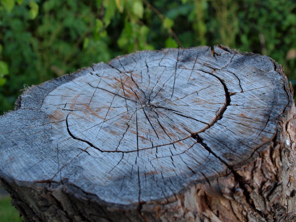 Texture blockhouse wood