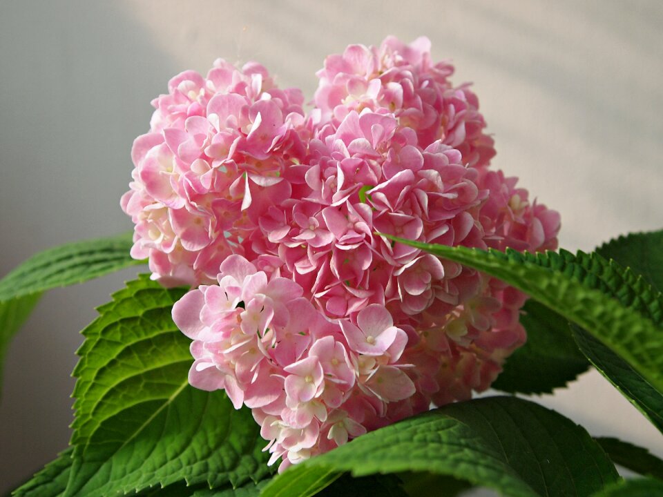 Nature flower beauty