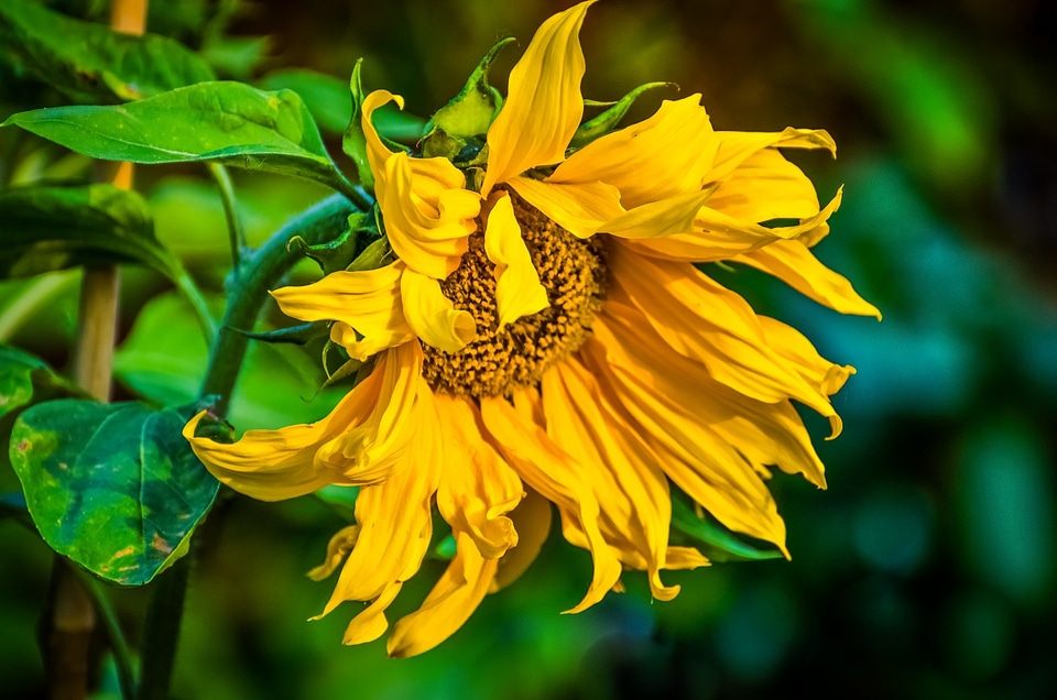 Gardening garden decoration