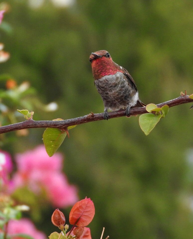 Anna's hummingbird bird