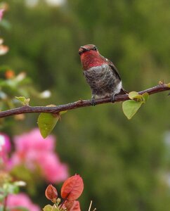 Anna's hummingbird bird photo