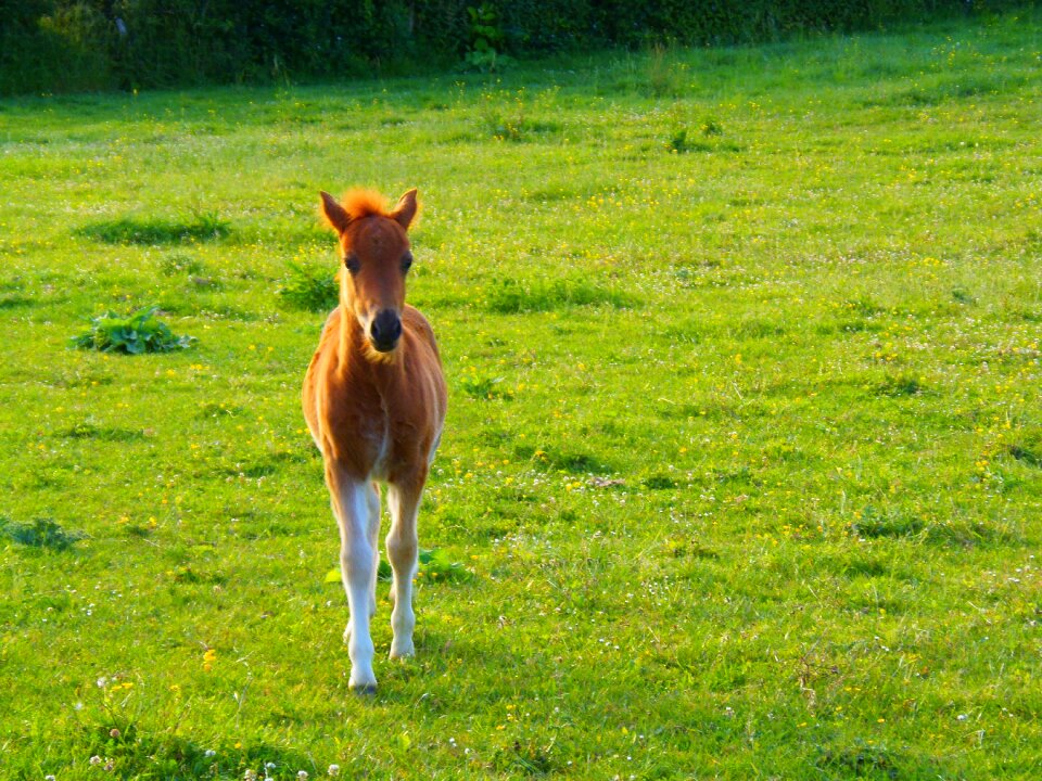 Nature field petit photo