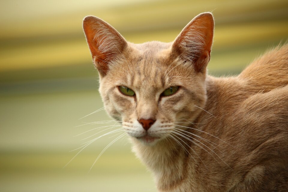 Mackerel breed cat tiger cat