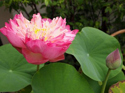 Lotus leaf nature water plants
