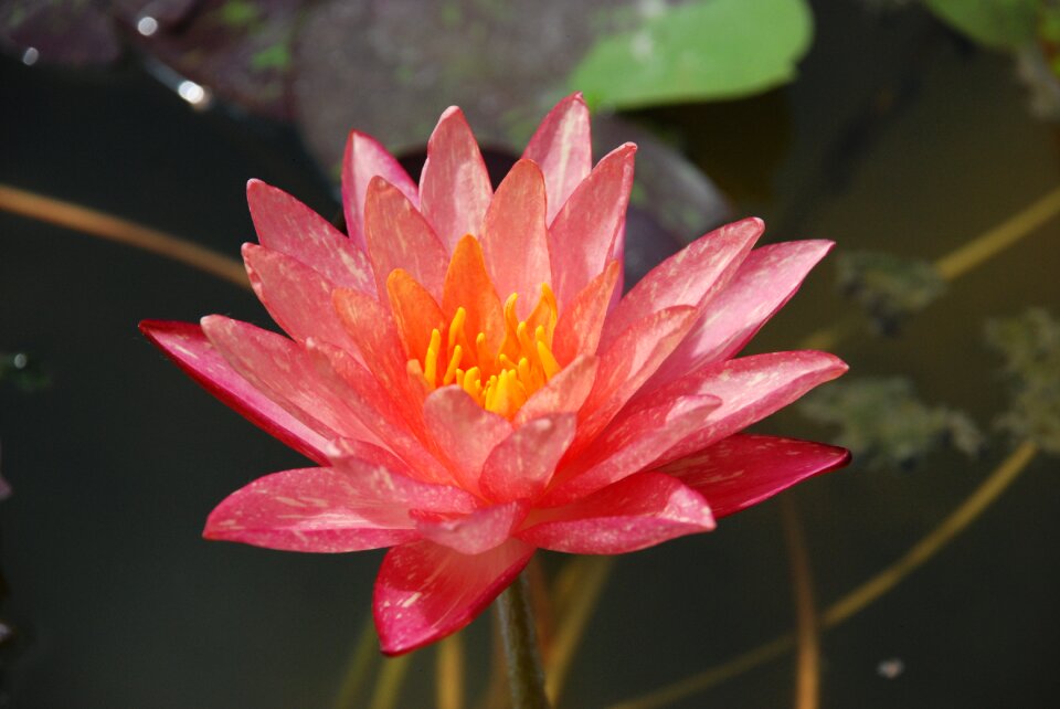 Pond flowers water