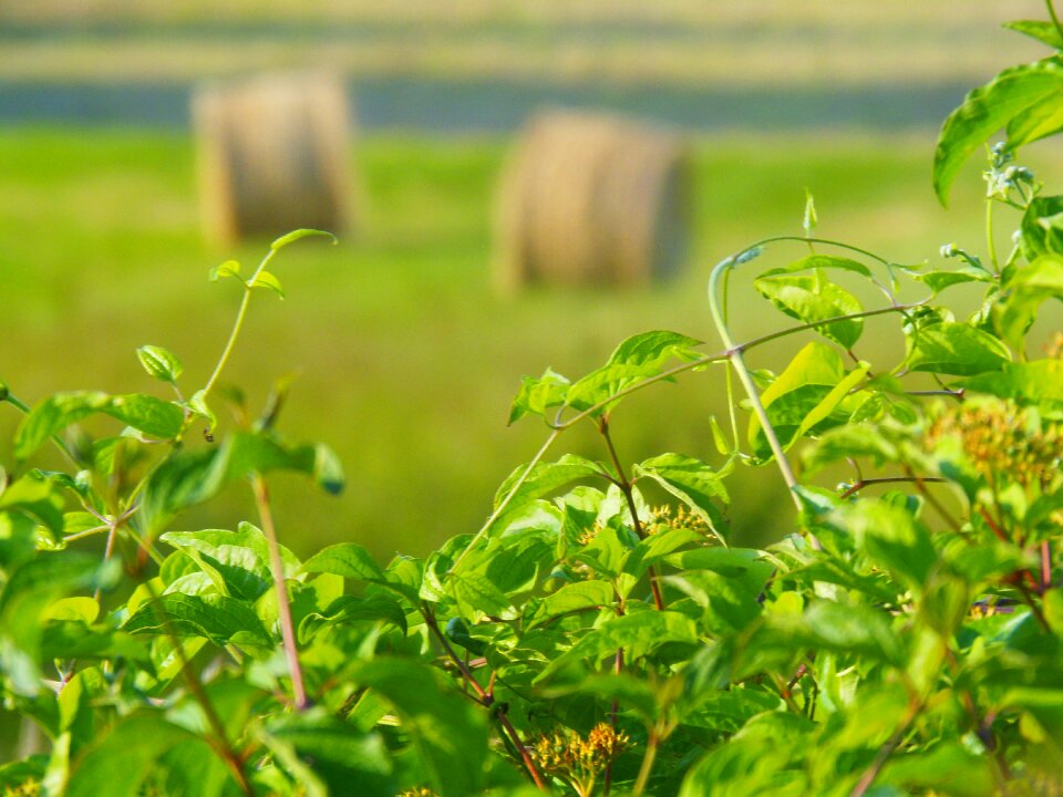 Bundle green leaves