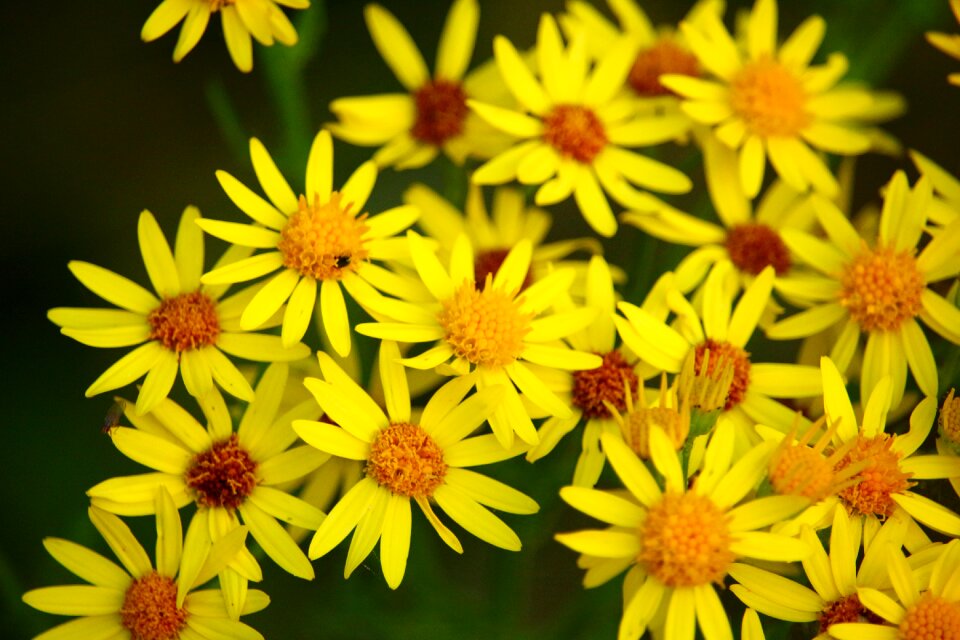 Composites pointed flower yellow