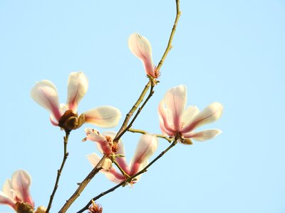 Plant blue sky magnolia photo
