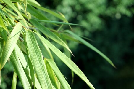 Leaves green nature
