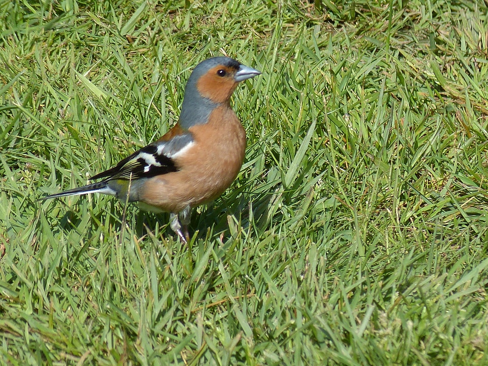 Chaffinch fink meadow