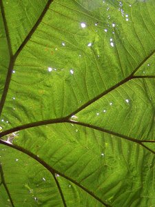 Sunbeam leaf poas