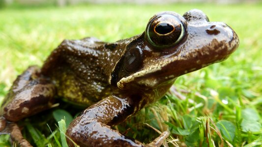 Amphibian animals