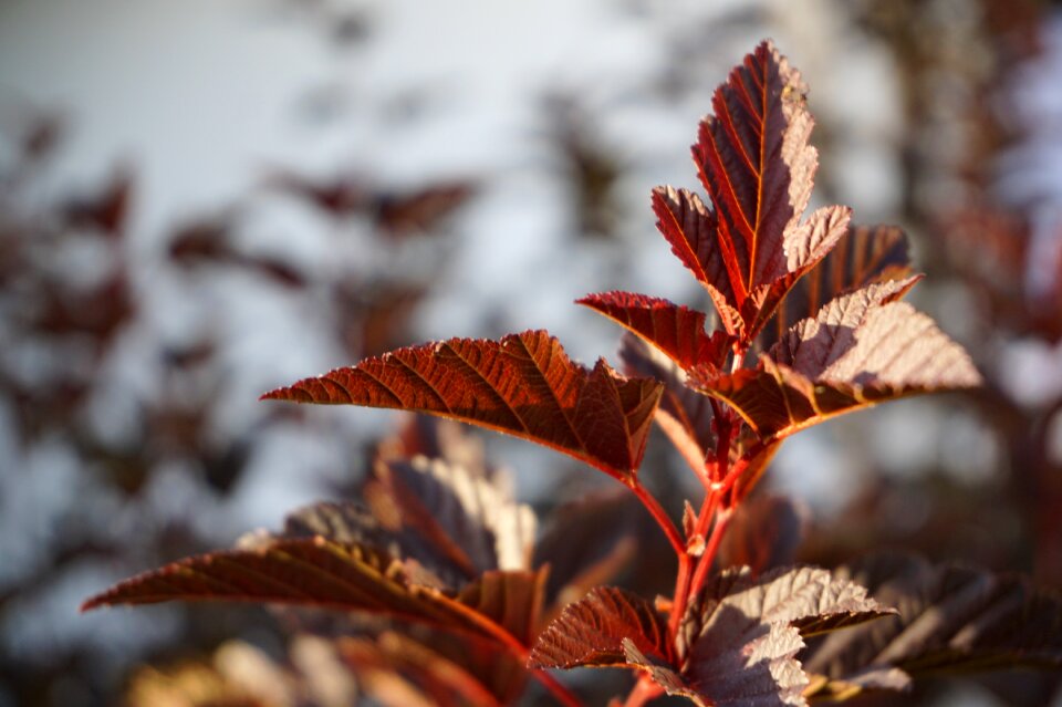 Bush plant close up
