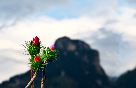 Plant flora mountain thistle photo