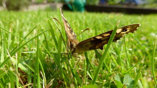 Grass wings wildlife