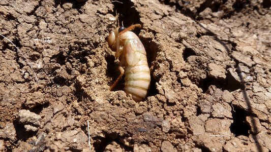 Wildlife reproduction crete