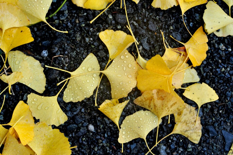 Fall fall leaves japan