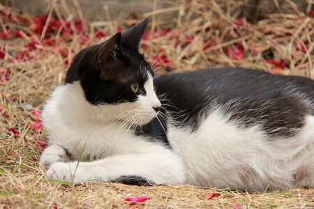 Outdoors homeless pet