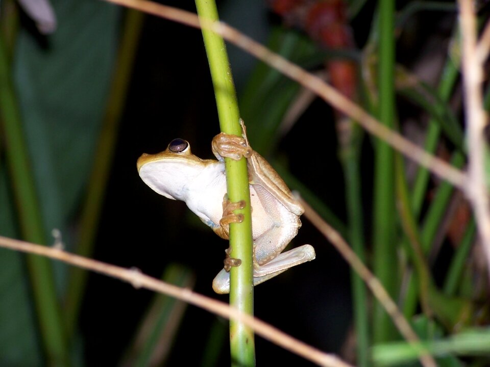 Frog jungle costa rica