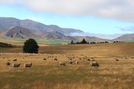South island mountains graze