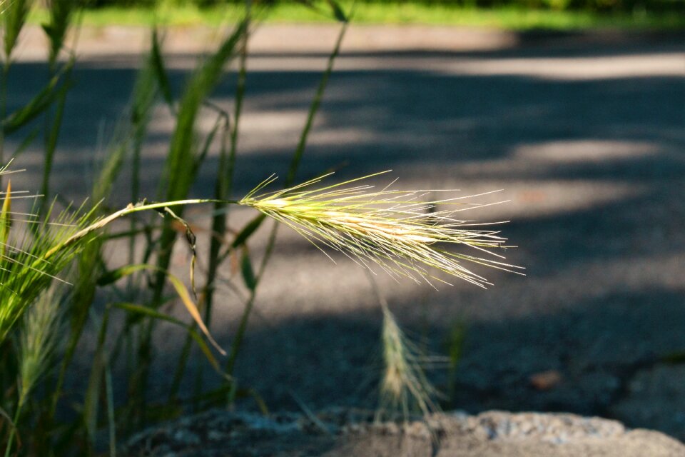 Away roadside summer
