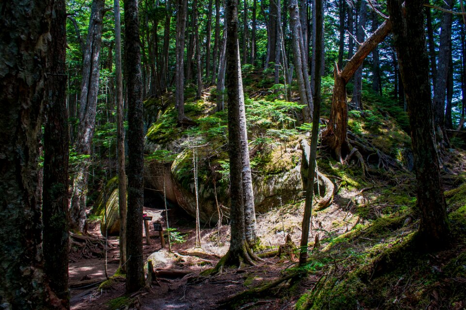 Forest forest bathing rock