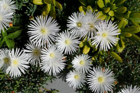 Plant nature spring