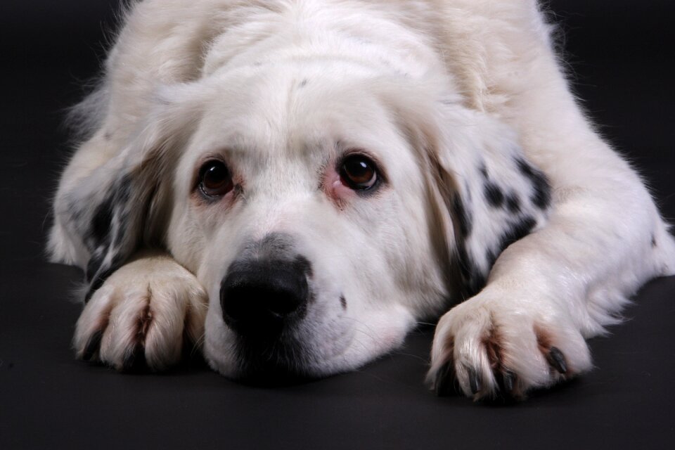 Animal black and white portrait photo