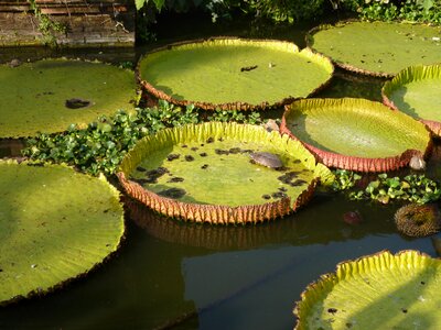 Big leaves pond water plant