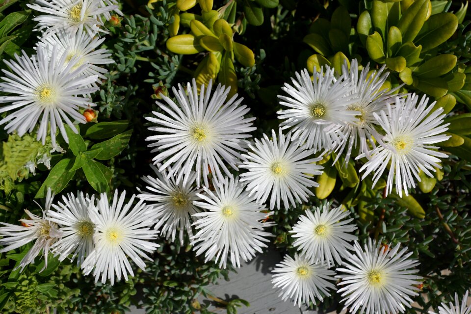 Plant nature spring