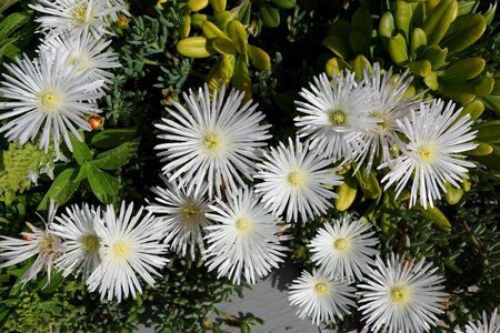 Plant nature spring