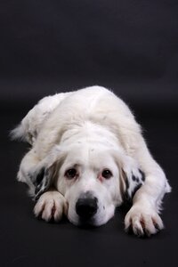 Animal black and white portrait