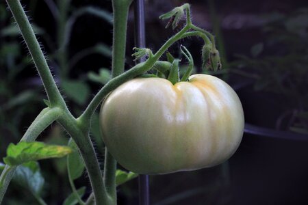 Ripening plant garden