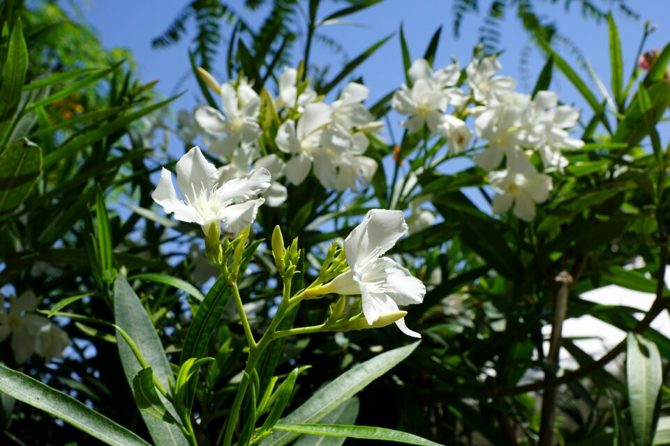 White blossom summer plant