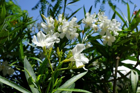 White blossom summer plant
