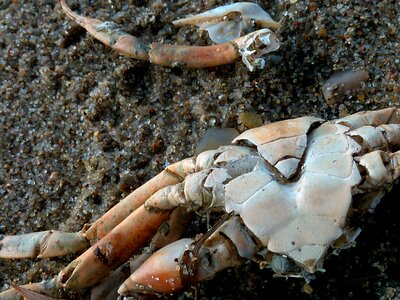 Pliers crab meeresbewohner photo