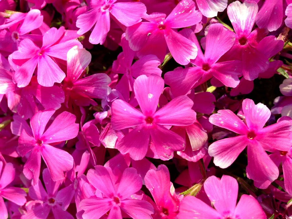 Pink flora botany